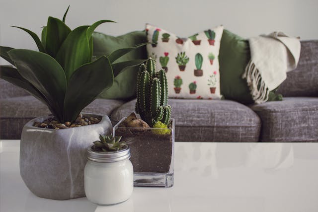 Modern living room decorated with cactus and minimalist home decor